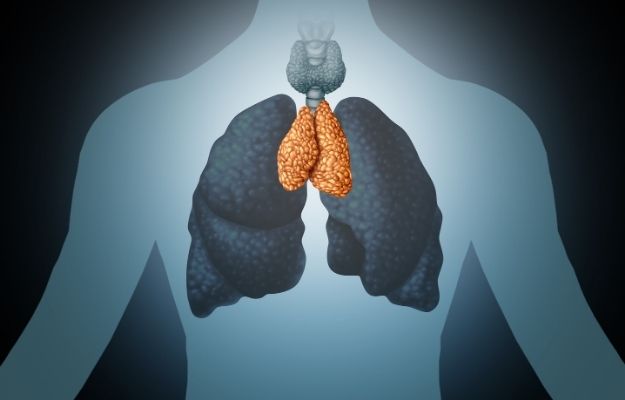 internal part of a human being with thymus is the yellow part | TRIM Trial | New study shows A Body's Biological Age Can Be Reversed