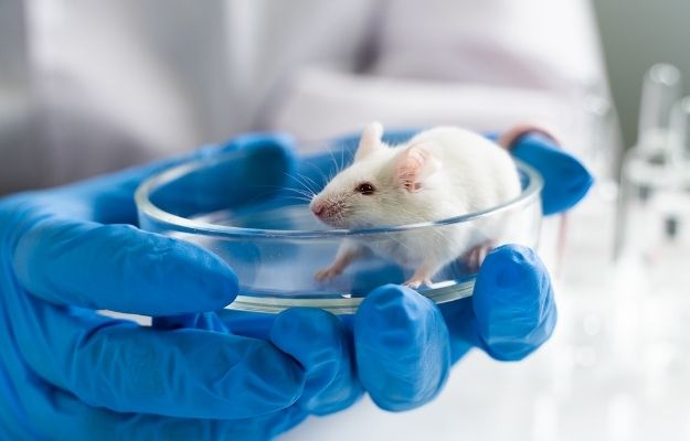 a mice in the sample on the hand of scientist | What Happens When You Lengthen Telomeres in Mice? | Mice with Longer Telomeres Show Longer Lifespans