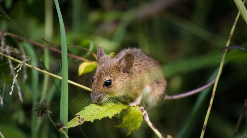 a mice on grass | Feature | Mice with Longer Telomeres Show Longer Lifespans