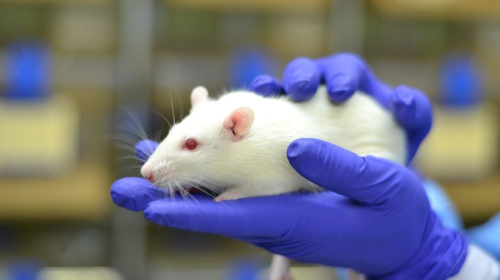 a person holding a white rat with blue gloves | Feature | Novel Epigenetic Clock Study in Rats Utilizes Phenotypic Data to Identify Biomarkers of Aging