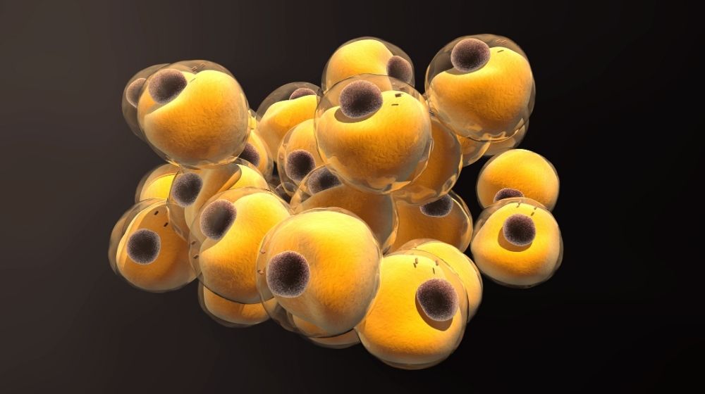 fat cells are flowing on brown background - feature image | Epigenetic Regulator TET1 May Impact Thermogeneiss of Fat Cells