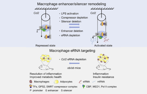 macrophage-eRNA-targeting-enchancer-silencer-remodeling | Discovery of Epigenetic Mechanisms that Regulate Macrophage Inflammation