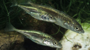 family of three‐spined sticklebacks in the water | feature | Fish Parents Exposed to Stressful Experience Pass Down Behaviors via Sex-specific Intergenerational Plasticity.