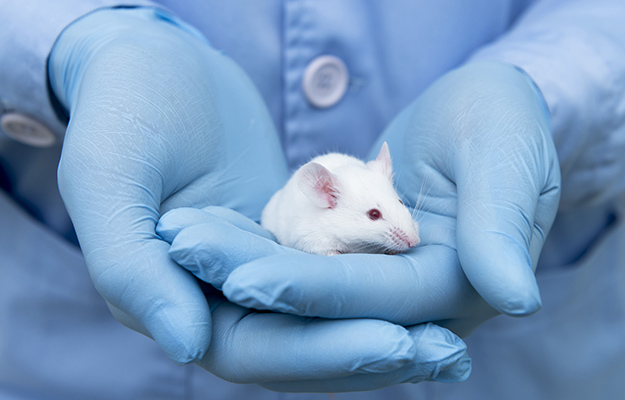 mice in researcher's hand | Depression Behaviors Could Be Inherited Through Genetic Material Encoded in the Sperm, Study Finds | body