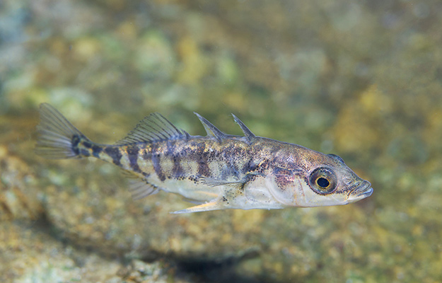 three‐spined sticklebacks swimming in the water | Fish Parents Exposed to Stressful Experience Pass Down Behaviors via Sex-specific Intergenerational Plasticity.