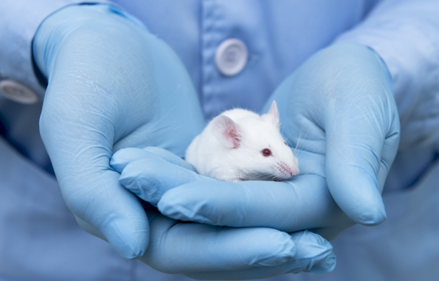 Small-experimental-mouse-is-on-the-laboratory-----…--as-suggested-by-this-study-in-aged-mice | Elimination of Senescent Cells Improves Cognitive Function in Neurodegenerative Diseases Caused by Aging