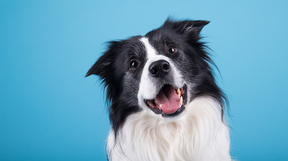 A cute, happy, and friendly dog tilting its head | Feature | Methylation Studies in Dogs Show Epigenetic Aging Similarities Between Canines and Humans