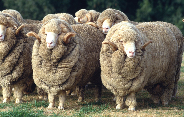 male-sheep-----------Learn-about-the-link-between-castration,-male-hormones | Study Reveals Epigenetic Alteration and Delay In Aging Of Castrated Sheep - Could This Also Apply to Humans?